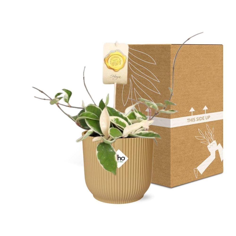 Hoya Carn.’Krimson Queen’ in ELHO Vibes Fold 14cm geel (21786)