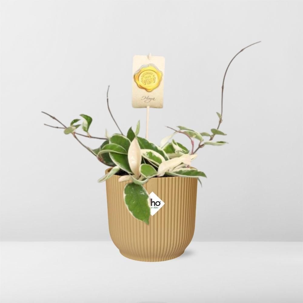 Hoya Carn.’Krimson Queen’ in ELHO Vibes Fold 14cm geel (21786)