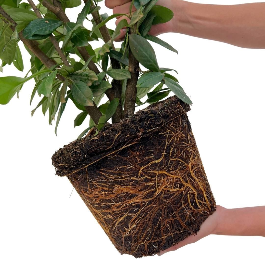 Plants by frank Grote Laurierkers Planten Novita voor 10 strekkende meter haag | - 12L - 25 x | ↨ 100-125 cm (8721001420827)