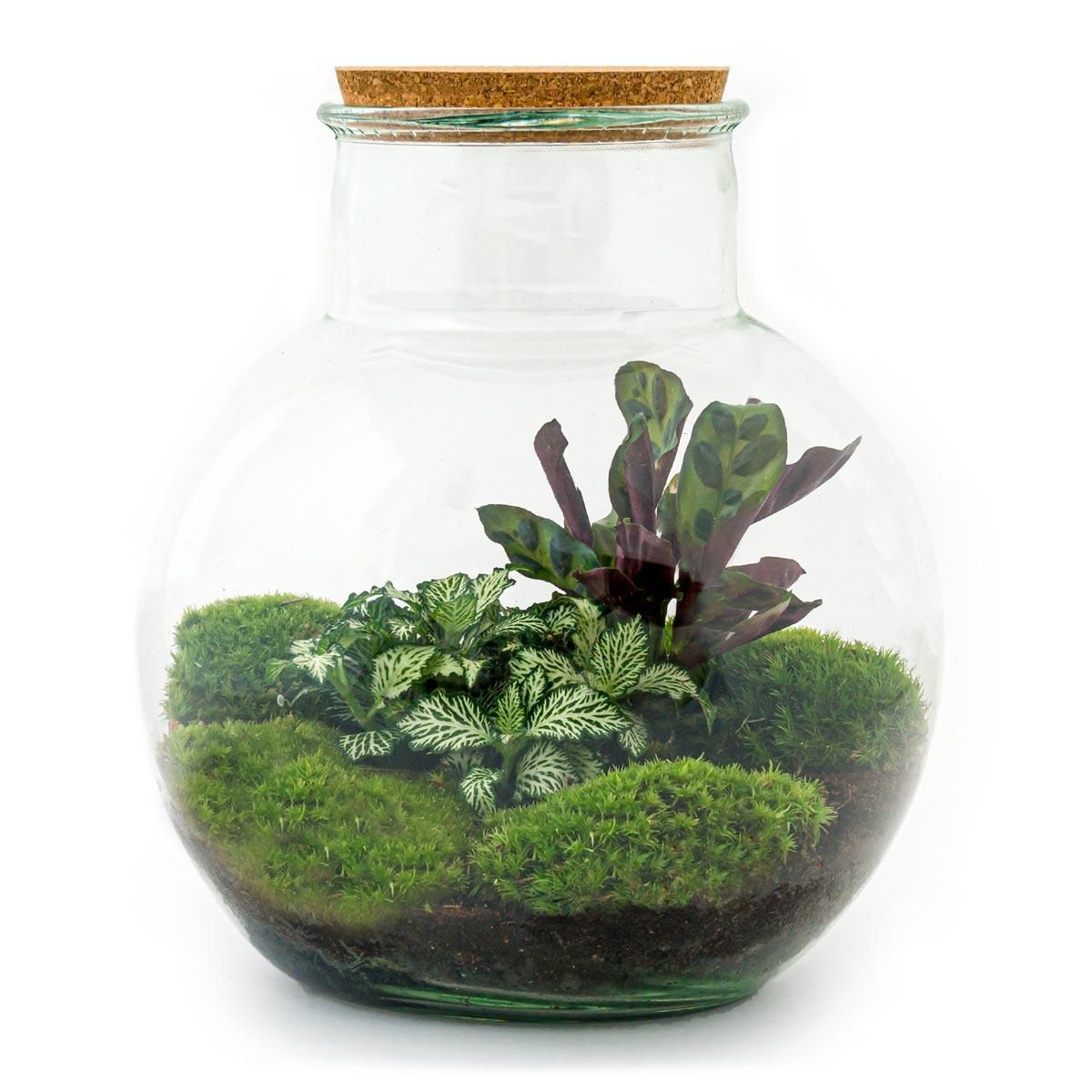 DIY Planten terrarium (met licht) - Teddy - Ø 25 cm ↑ 26,5 cm - Rake + Shovel (8720726958387)