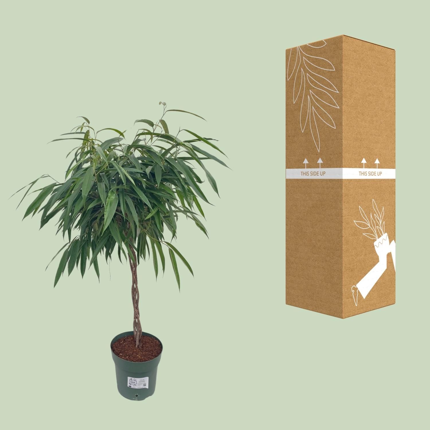 Ficus Mahori / Alii Gevlochten (25025)