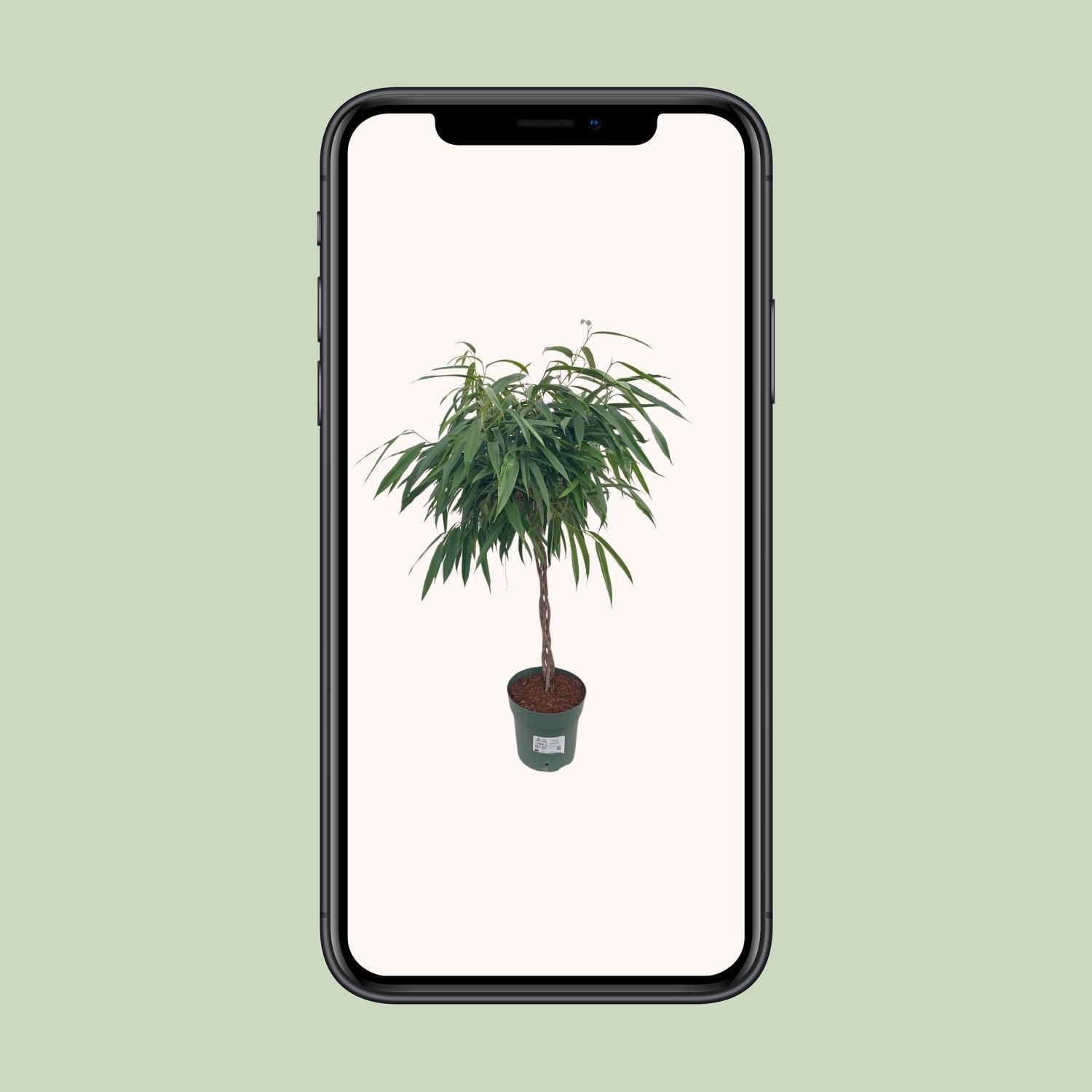 Ficus Mahori / Alii Gevlochten (25025)