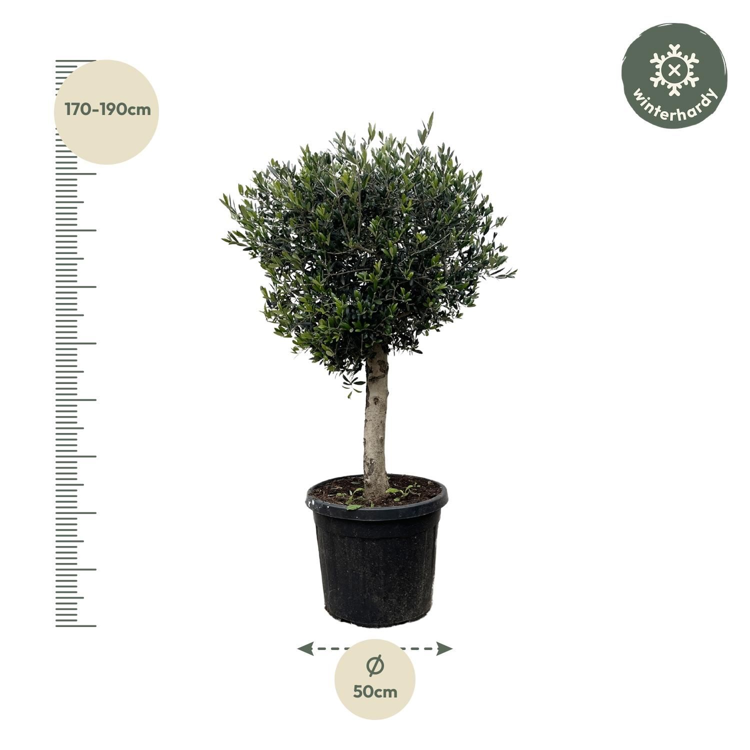 Olea Europaea Lorc - 180cm- Ø50 (8721055693888)