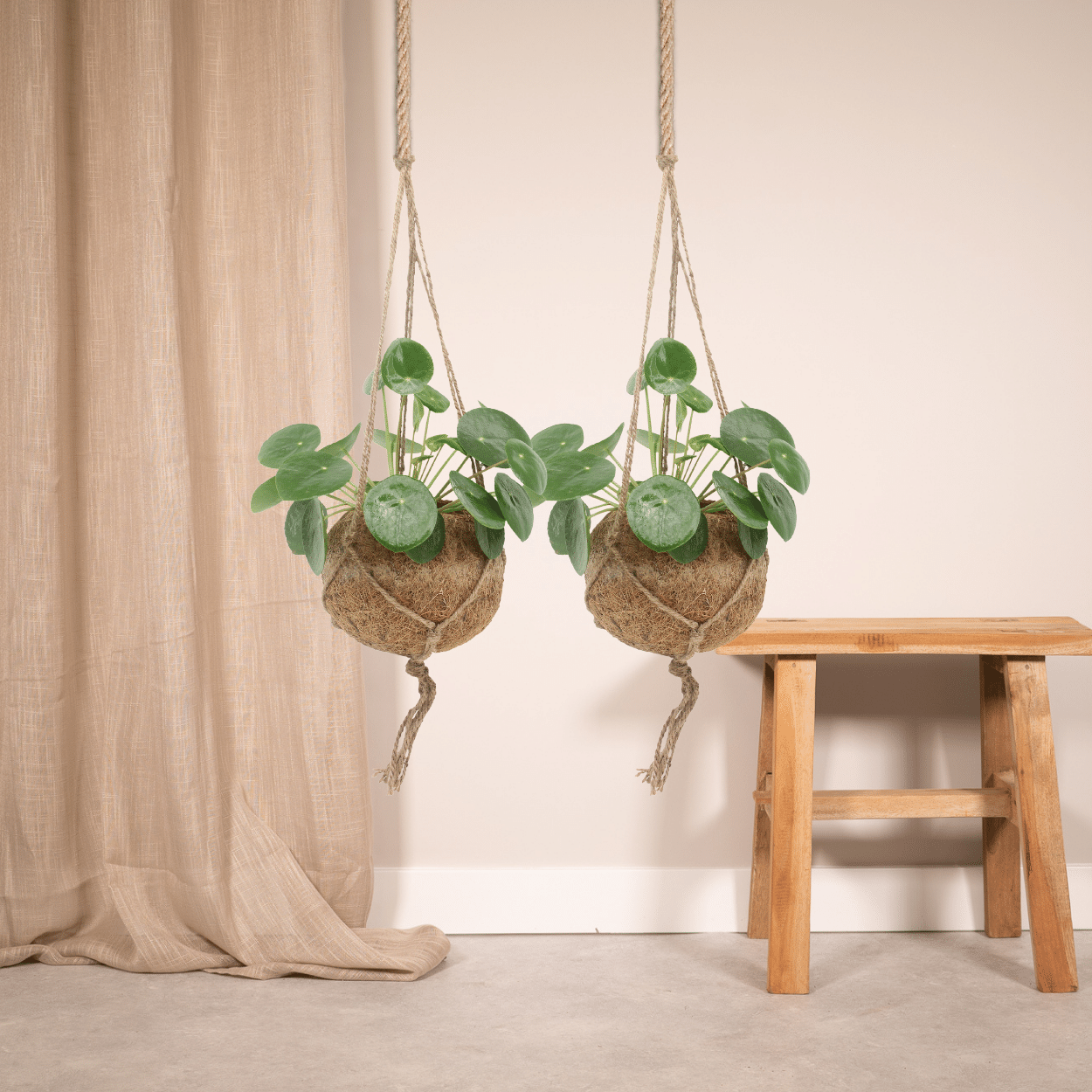 2x Kokodama Pilea Peperomiodes - Pannekoekenplant - 20cm - ø15 (10266)