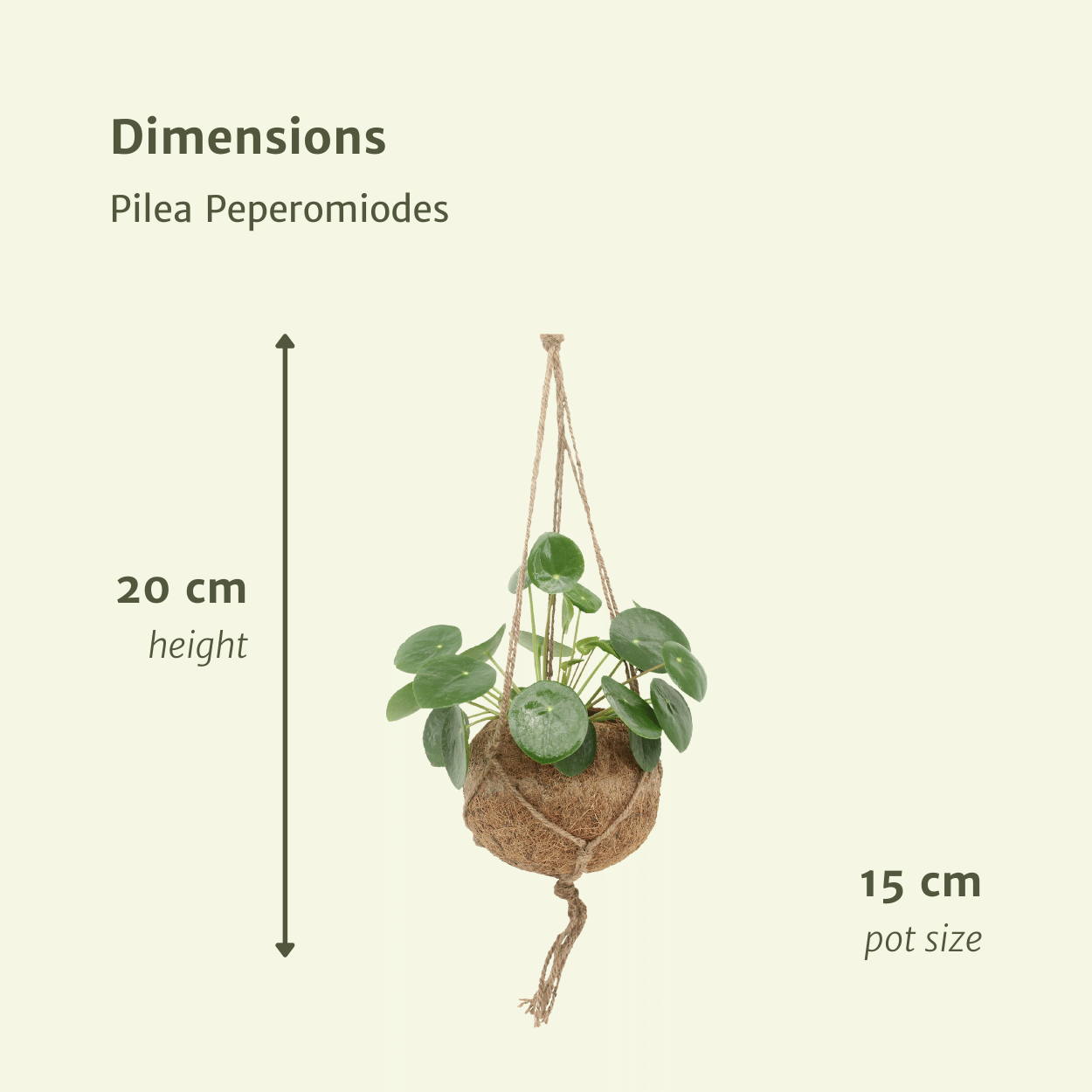 2x Kokodama Pilea Peperomiodes - Pannekoekenplant - 20cm - ø15 (10266)