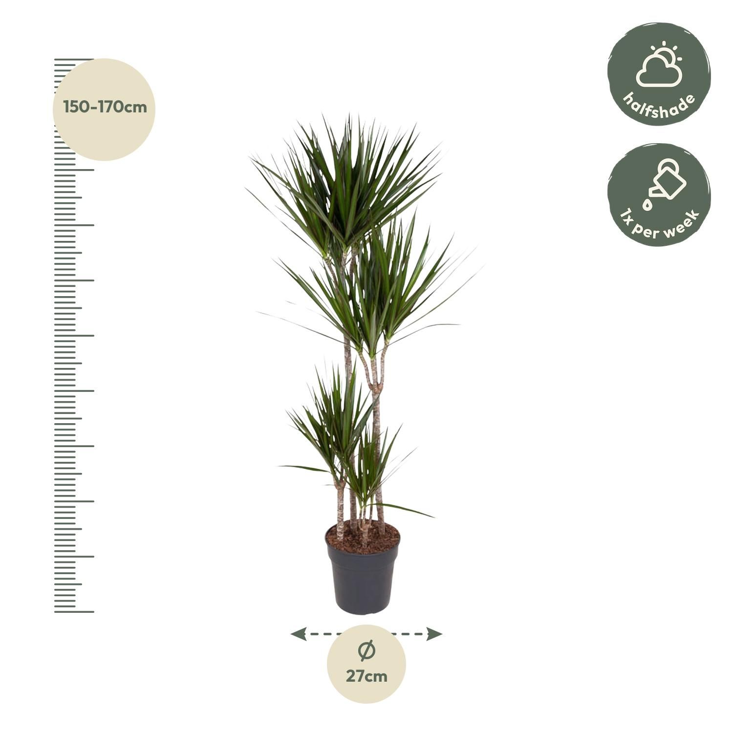 Dracaena Marginata - 180 cm - ø27 (8721055692607)