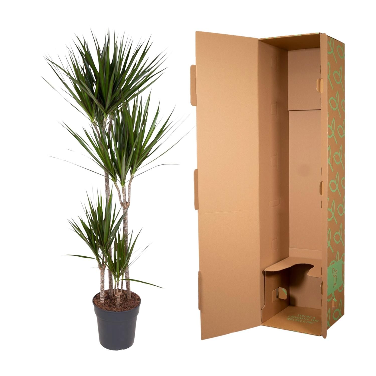 Dracaena Marginata - 180 cm - ø27 (8721055692607)