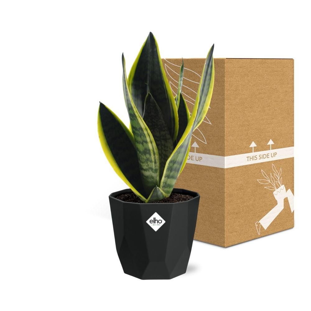 Sansevieria Futura Superba in 14cm b.for rock living black (21766)