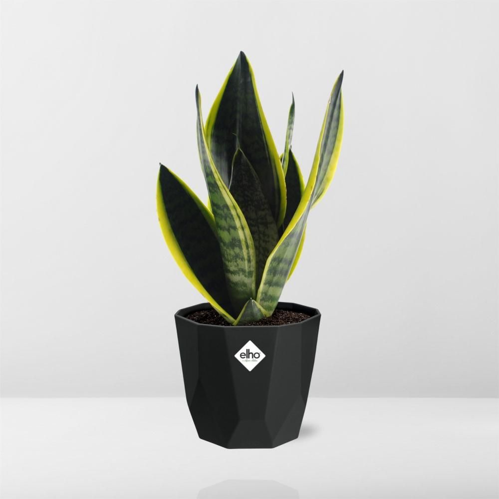 Sansevieria Futura Superba in 14cm b.for rock living black (21766)