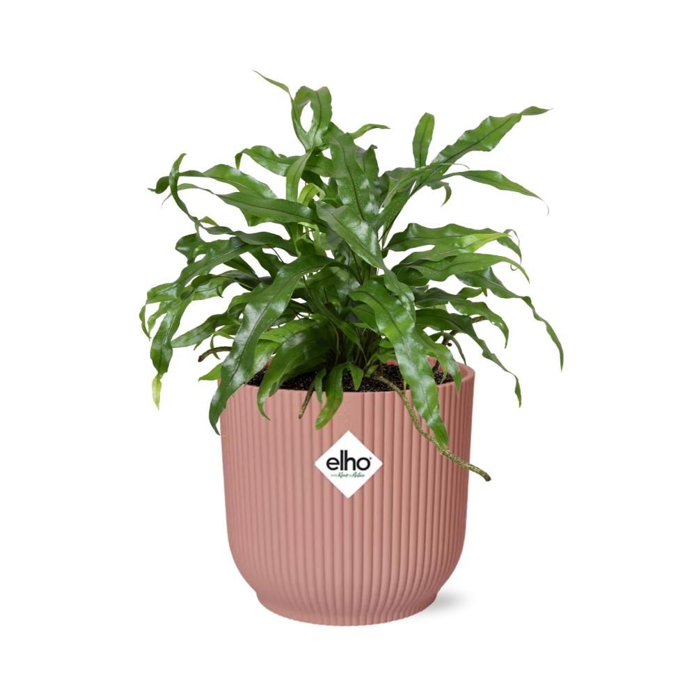Microsorum Diversifolium in ELHO Vibes Fold 14cm roze (21803)
