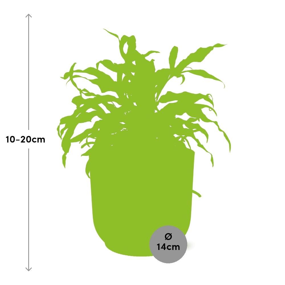 Microsorum Diversifolium in ELHO Vibes Fold 14cm roze (21803)