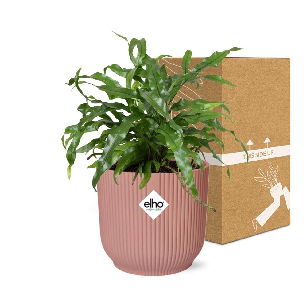 Microsorum Diversifolium in ELHO Vibes Fold 14cm roze (21803)