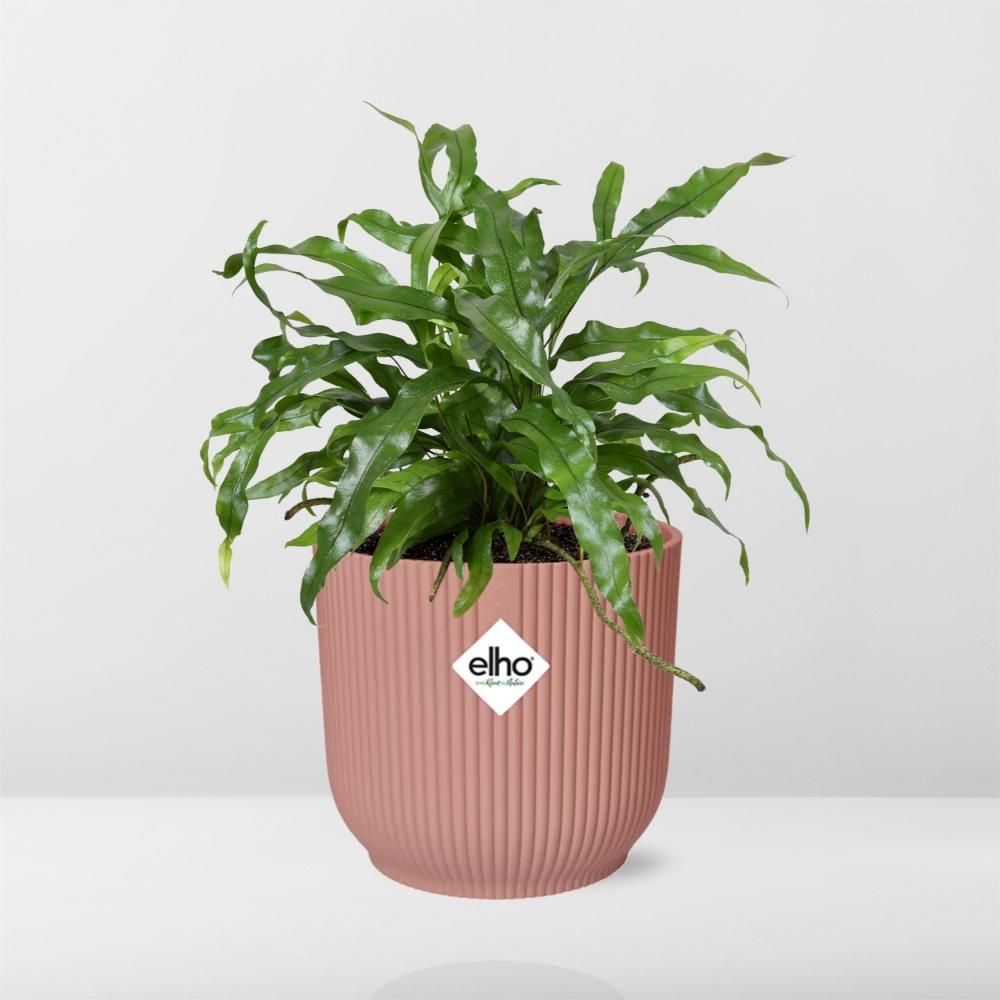 Microsorum Diversifolium in ELHO Vibes Fold 14cm roze (21803)