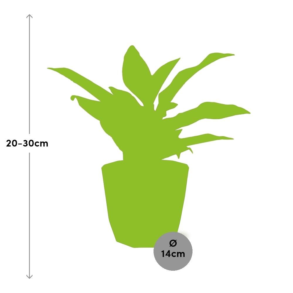 Aglaonema Crete in 14cm b.for rock living black (21660)