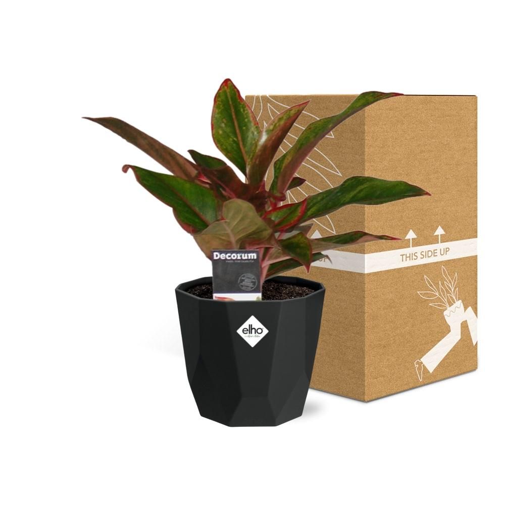 Aglaonema Crete in 14cm b.for rock living black (21660)