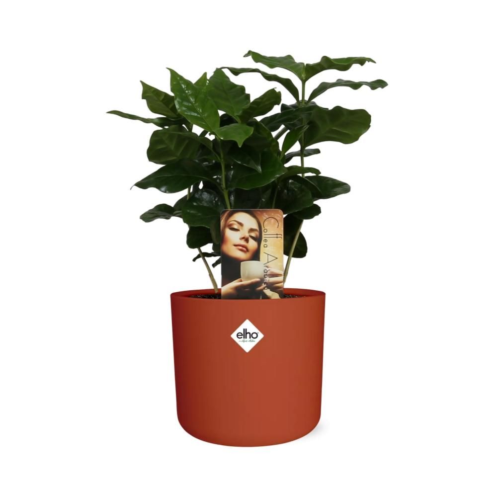 Coffea Arabica in ELHO b.for soft rond 14cm brique (21470)