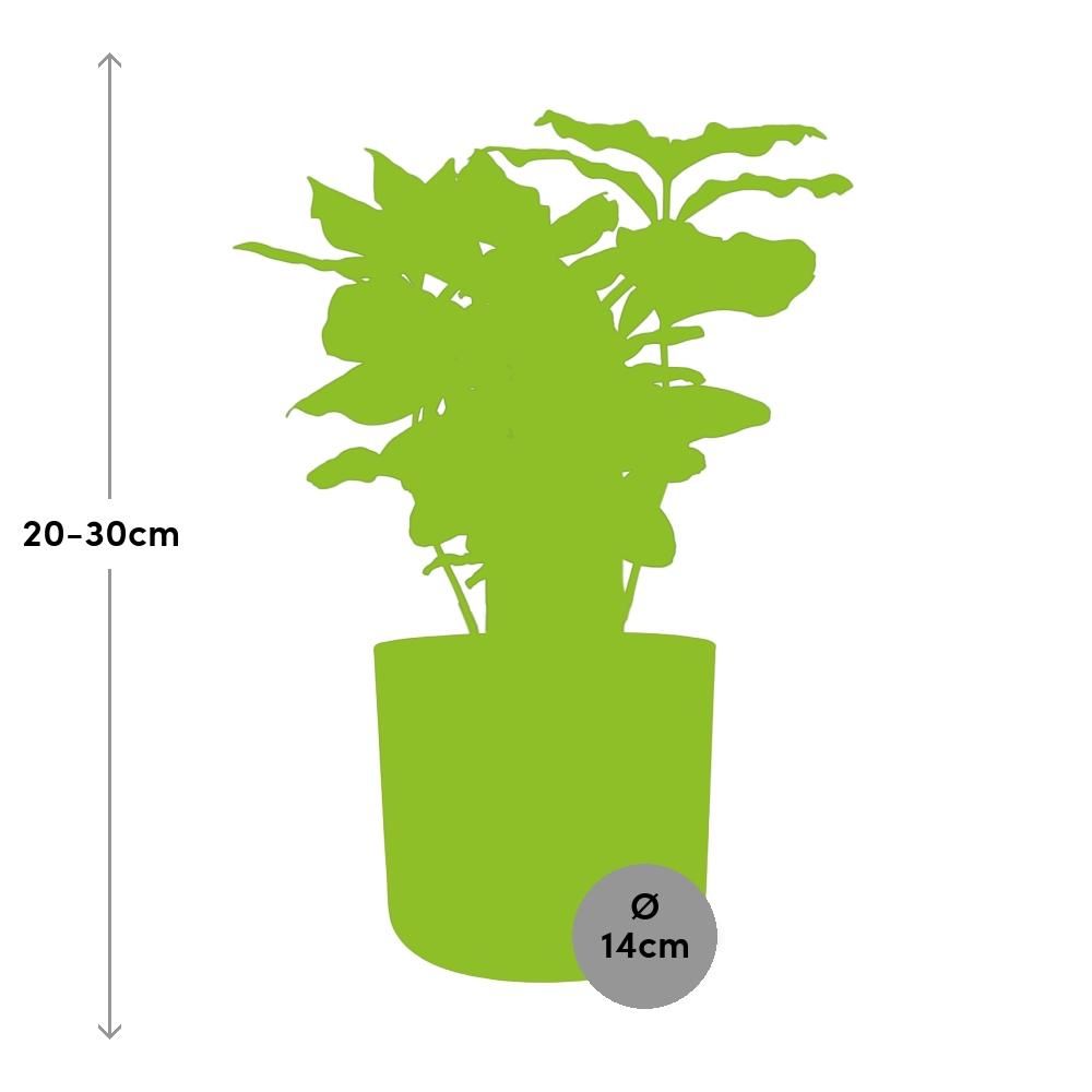 Coffea Arabica in ELHO b.for soft rond 14cm brique (21470)
