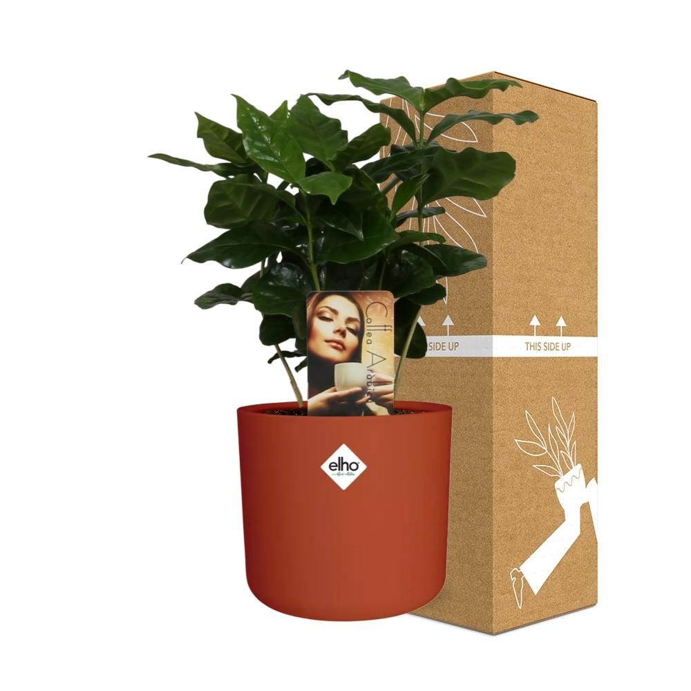 Coffea Arabica in ELHO b.for soft rond 14cm brique (21470)
