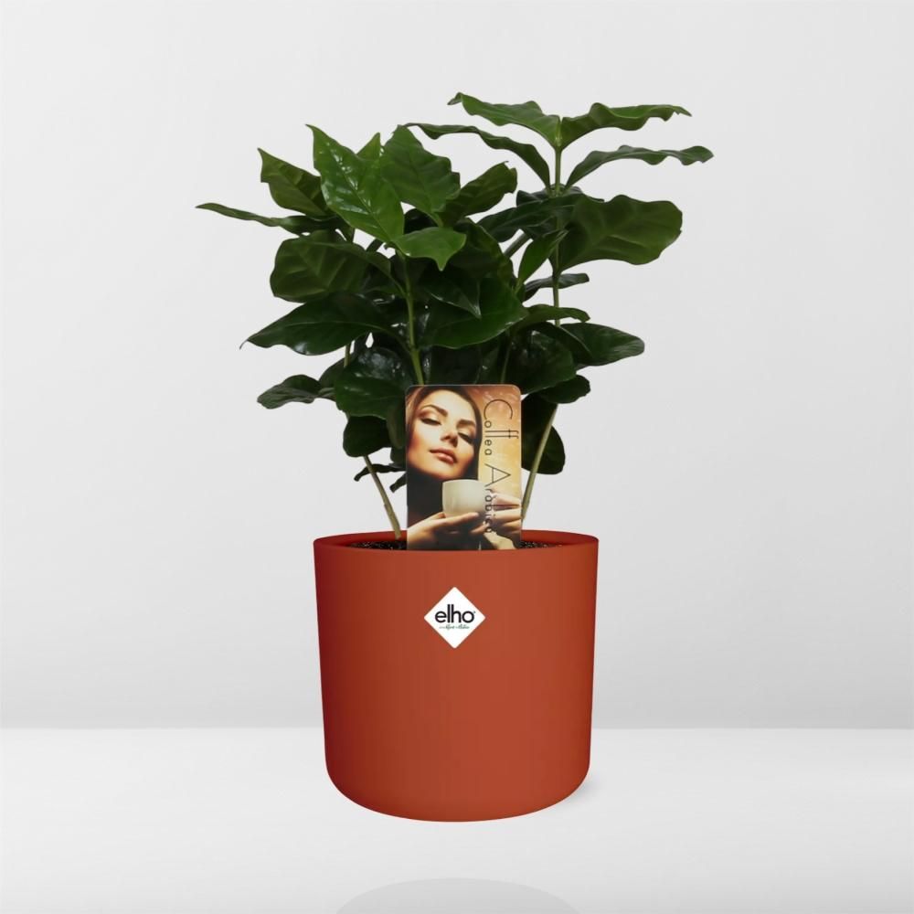 Coffea Arabica in ELHO b.for soft rond 14cm brique (21470)