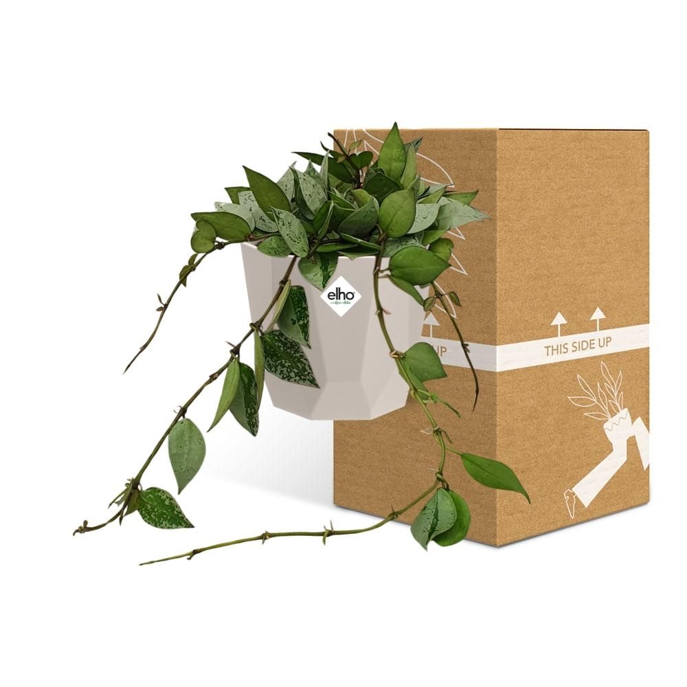 Hoya Krohniana Eskimo in ELHO b.for rock 14 cm warm grey (21769)