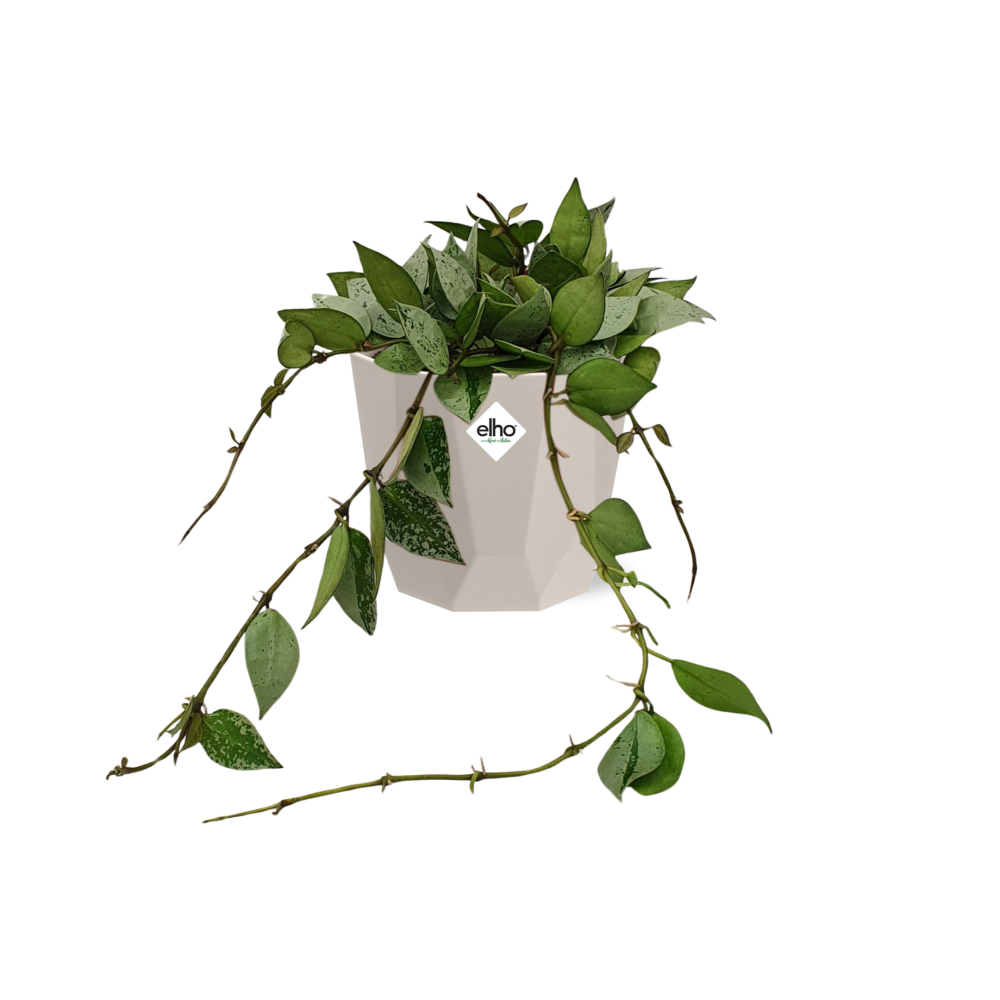 Hoya Krohniana Eskimo in ELHO b.for rock 14 cm warm grey (21769)