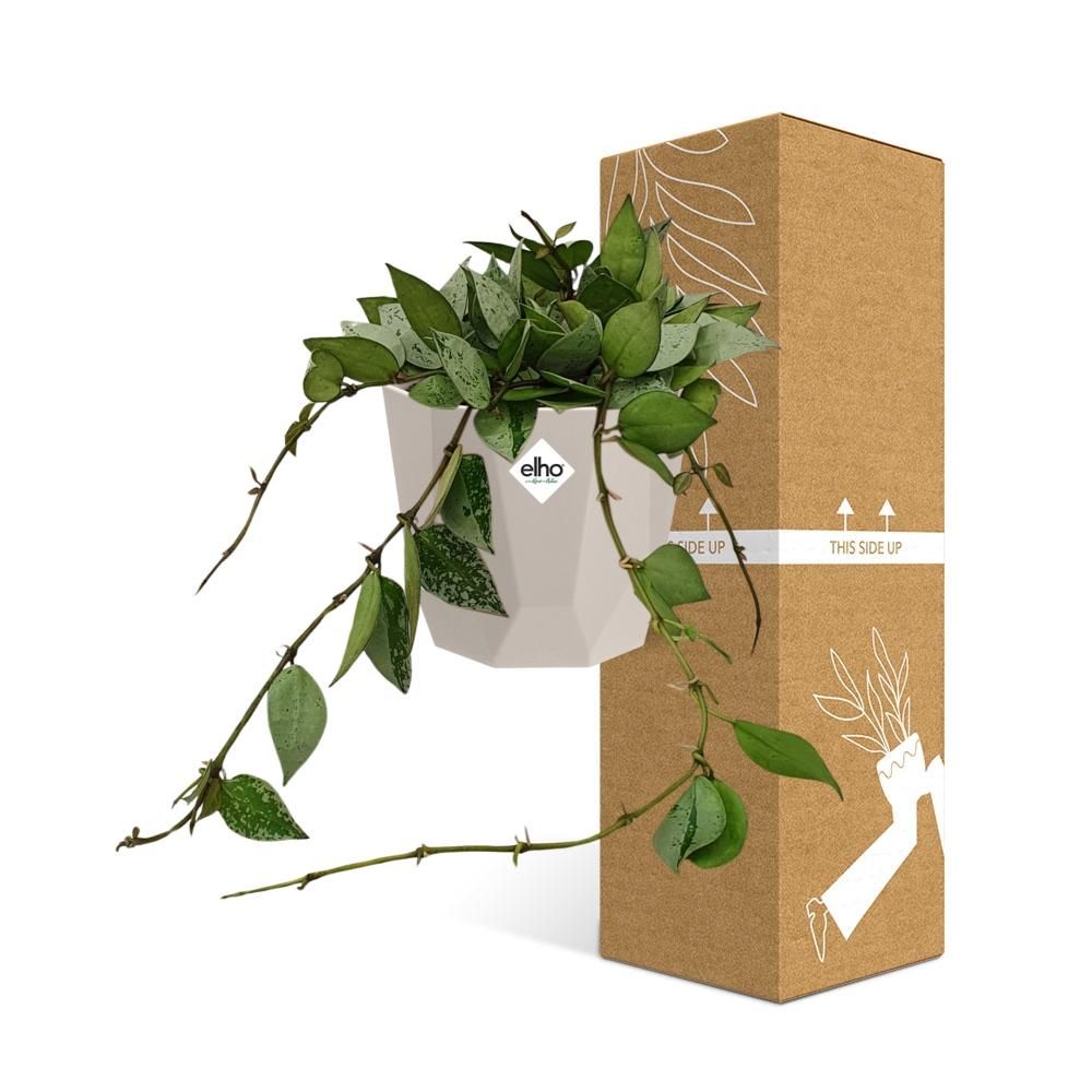 Hoya Krohniana Eskimo in ELHO b.for rock 14 cm warm grey (21769)