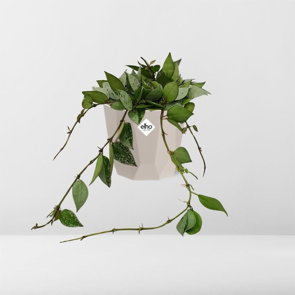 Hoya Krohniana Eskimo in ELHO b.for rock 14 cm warm grey (21769)