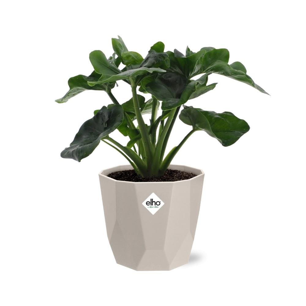 Philodendron Atom in ELHO b.for rock 14 cm warm grey (21631)