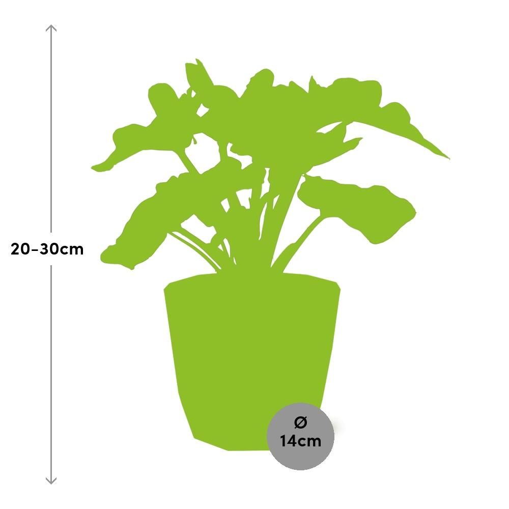 Philodendron Atom in ELHO b.for rock 14 cm warm grey (21631)