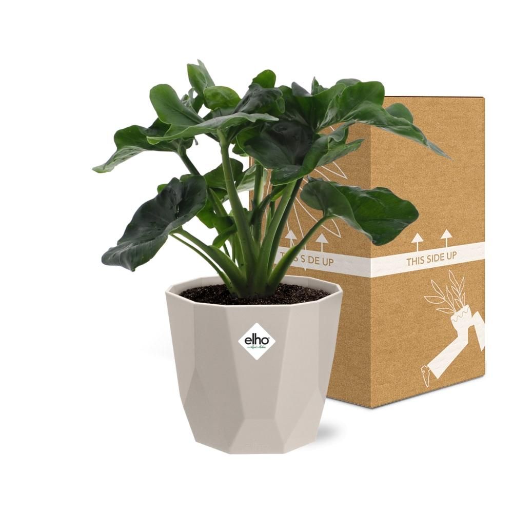 Philodendron Atom in ELHO b.for rock 14 cm warm grey (21631)
