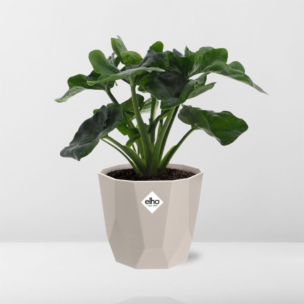 Philodendron Atom in ELHO b.for rock 14 cm warm grey (21631)