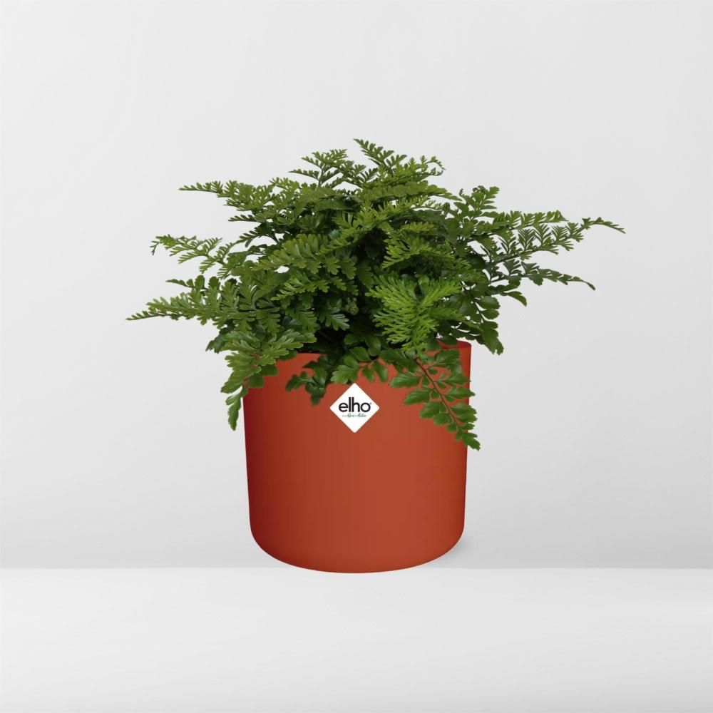 Asplenium Parvati in ELHO b.for soft rond 14cm brique (21781)