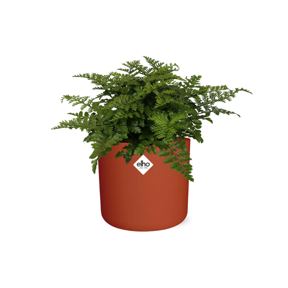 Asplenium Parvati in ELHO b.for soft rond 14cm brique (21781)