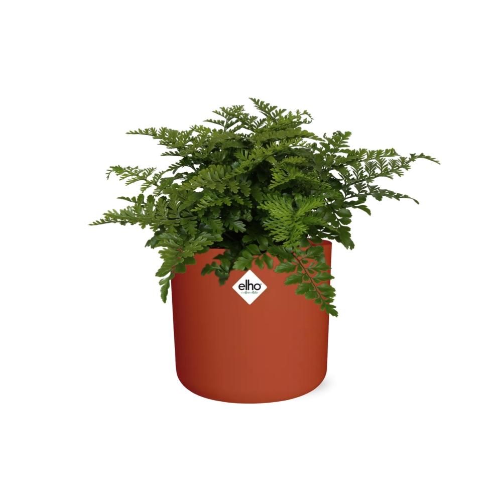 Asplenium Parvati in ELHO b.for soft rond 14cm brique (21781)