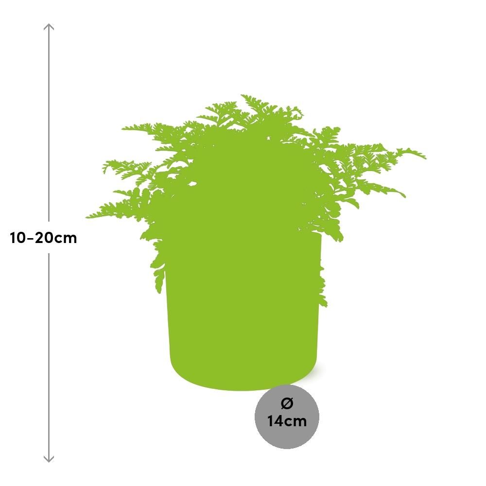 Asplenium Parvati in ELHO b.for soft rond 14cm brique (21781)