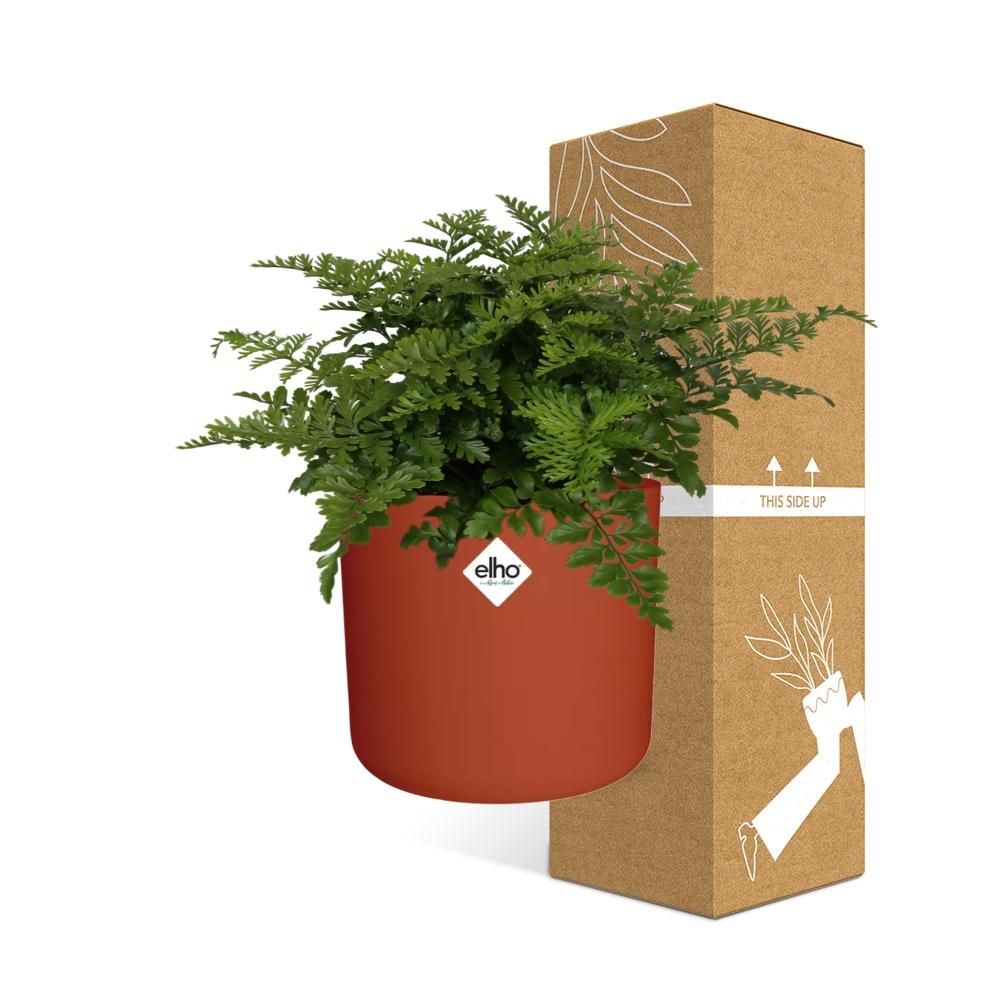 Asplenium Parvati in ELHO b.for soft rond 14cm brique (21781)