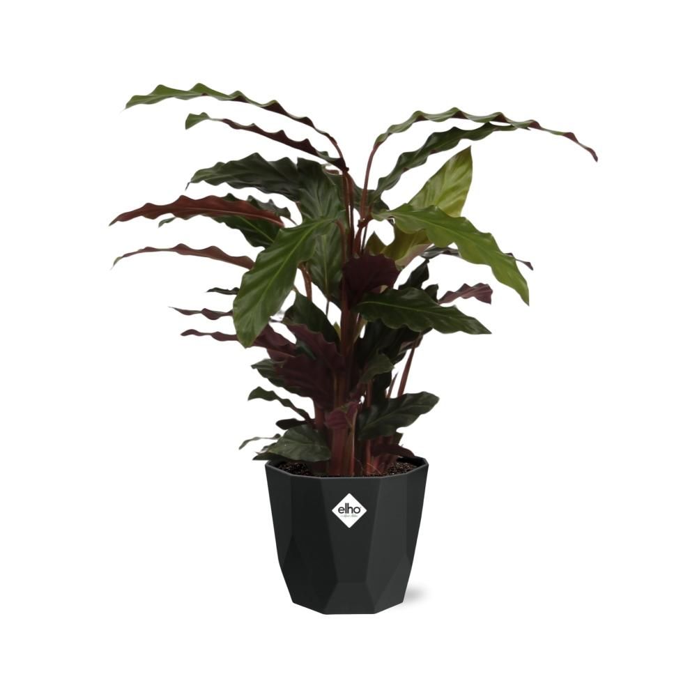 Calathea Rufibarba ‘Tropistar’ in 14cm b.for rock living black (21762)