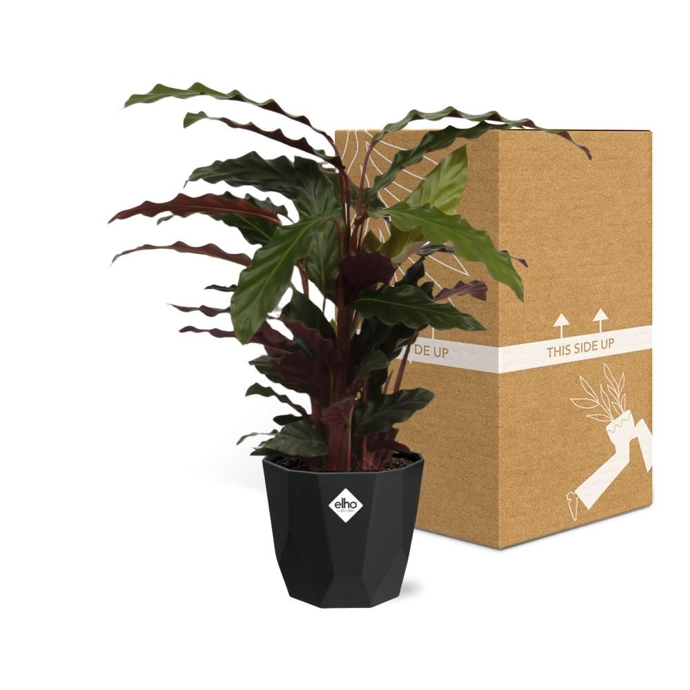 Calathea Rufibarba ‘Tropistar’ in 14cm b.for rock living black (21762)