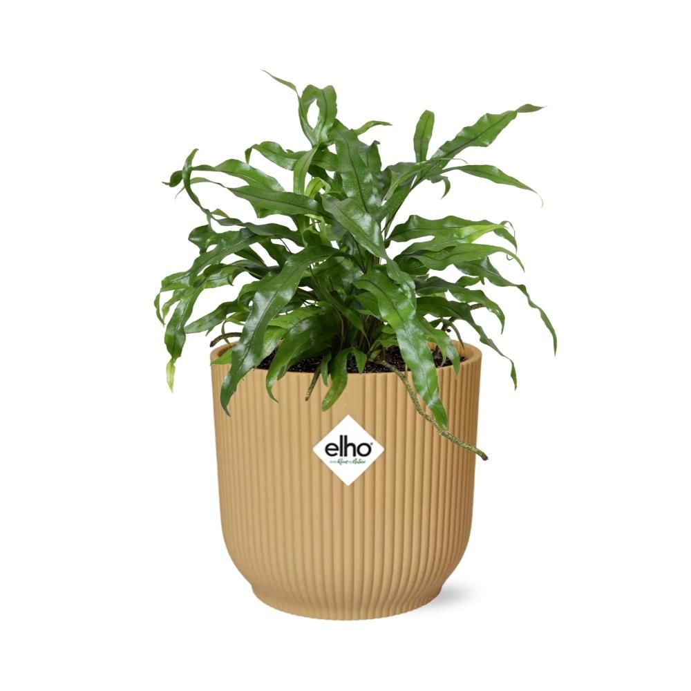 Microsorum Diversifolium in ELHO Vibes Fold 14cm geel (21793)