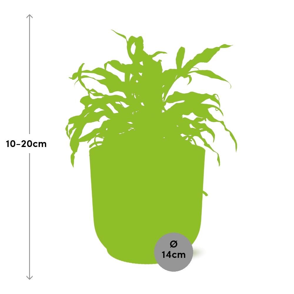 Microsorum Diversifolium in ELHO Vibes Fold 14cm geel (21793)
