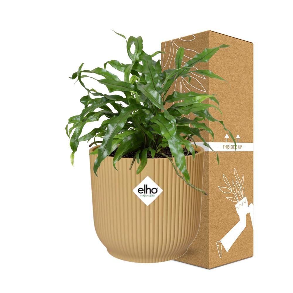 Microsorum Diversifolium in ELHO Vibes Fold 14cm geel (21793)