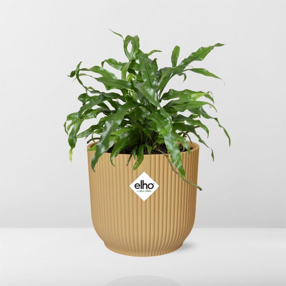 Microsorum Diversifolium in ELHO Vibes Fold 14cm geel (21793)