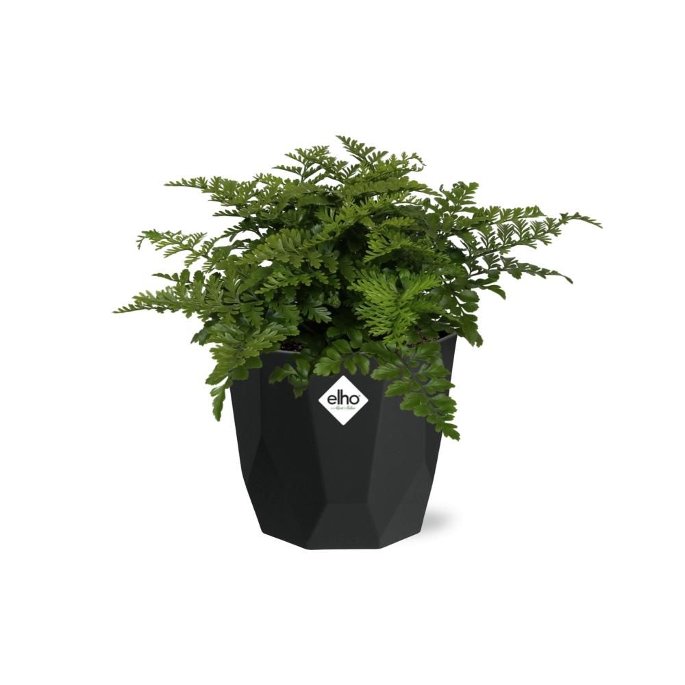 Asplenium Parvati in 14cm b.for rock living black (21765)