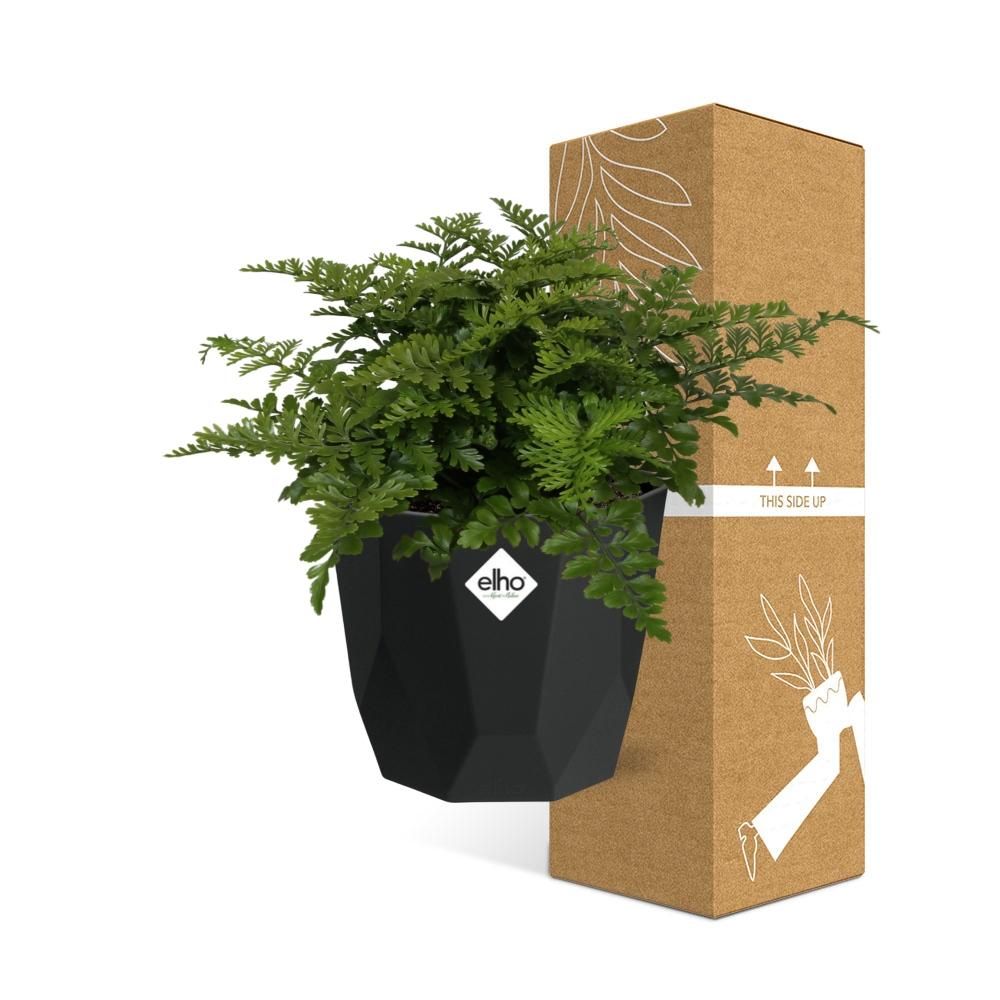 Asplenium Parvati in 14cm b.for rock living black (21765)