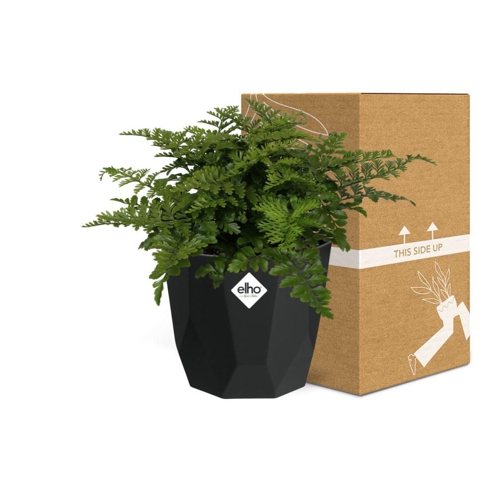 Asplenium Parvati in 14cm b.for rock living black (21765)