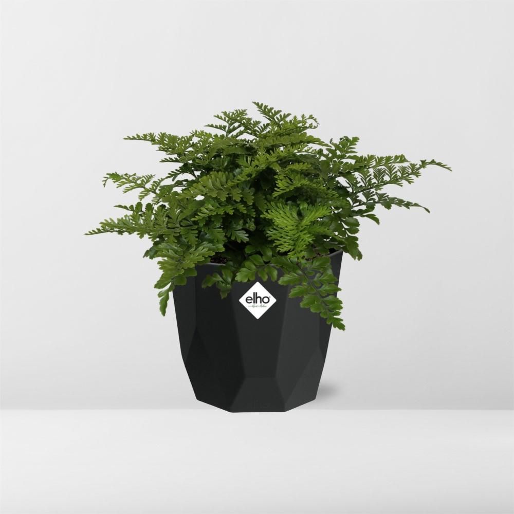 Asplenium Parvati in 14cm b.for rock living black (21765)