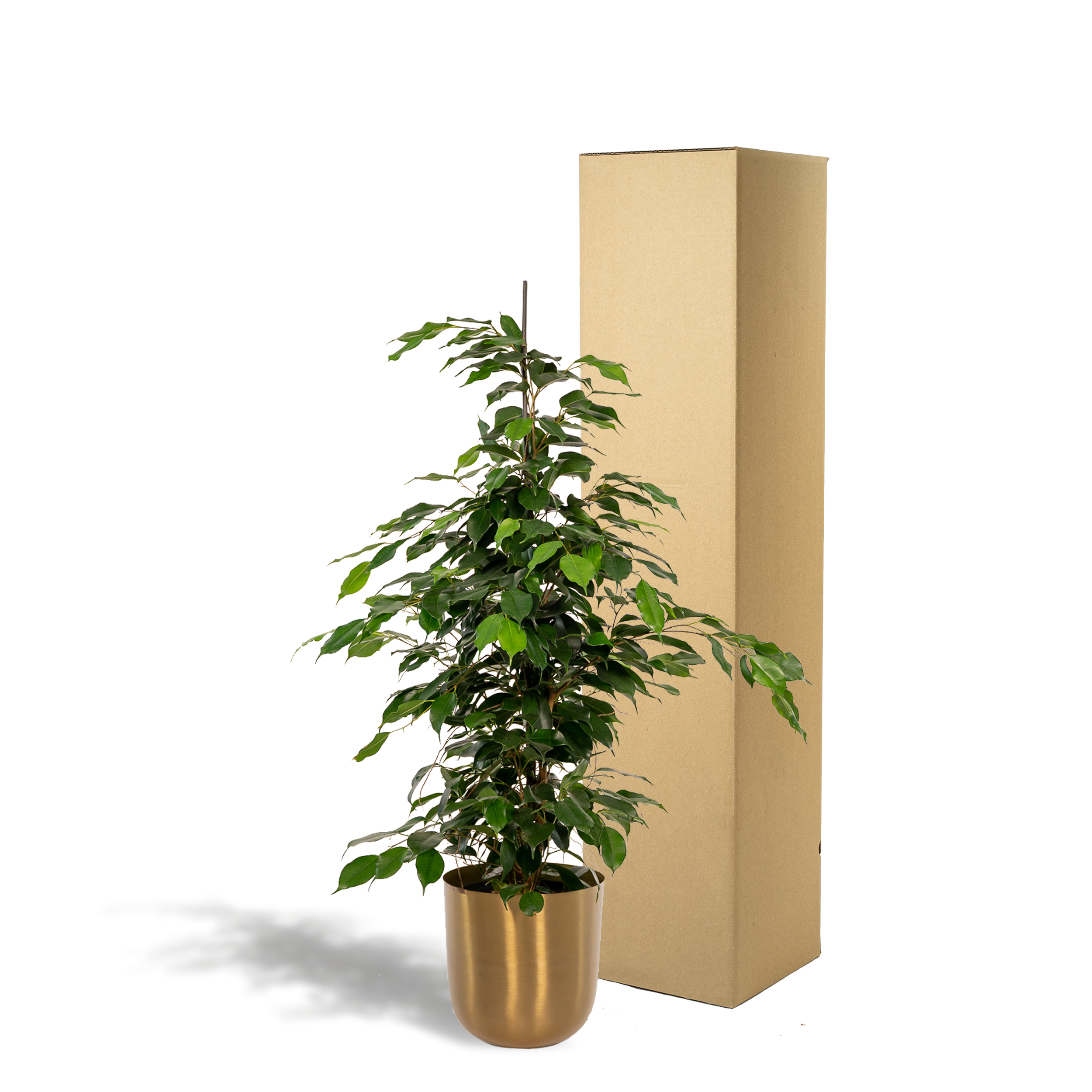 Ficus benjamina Danielle - Pot Mayk Gold (8720634289757)