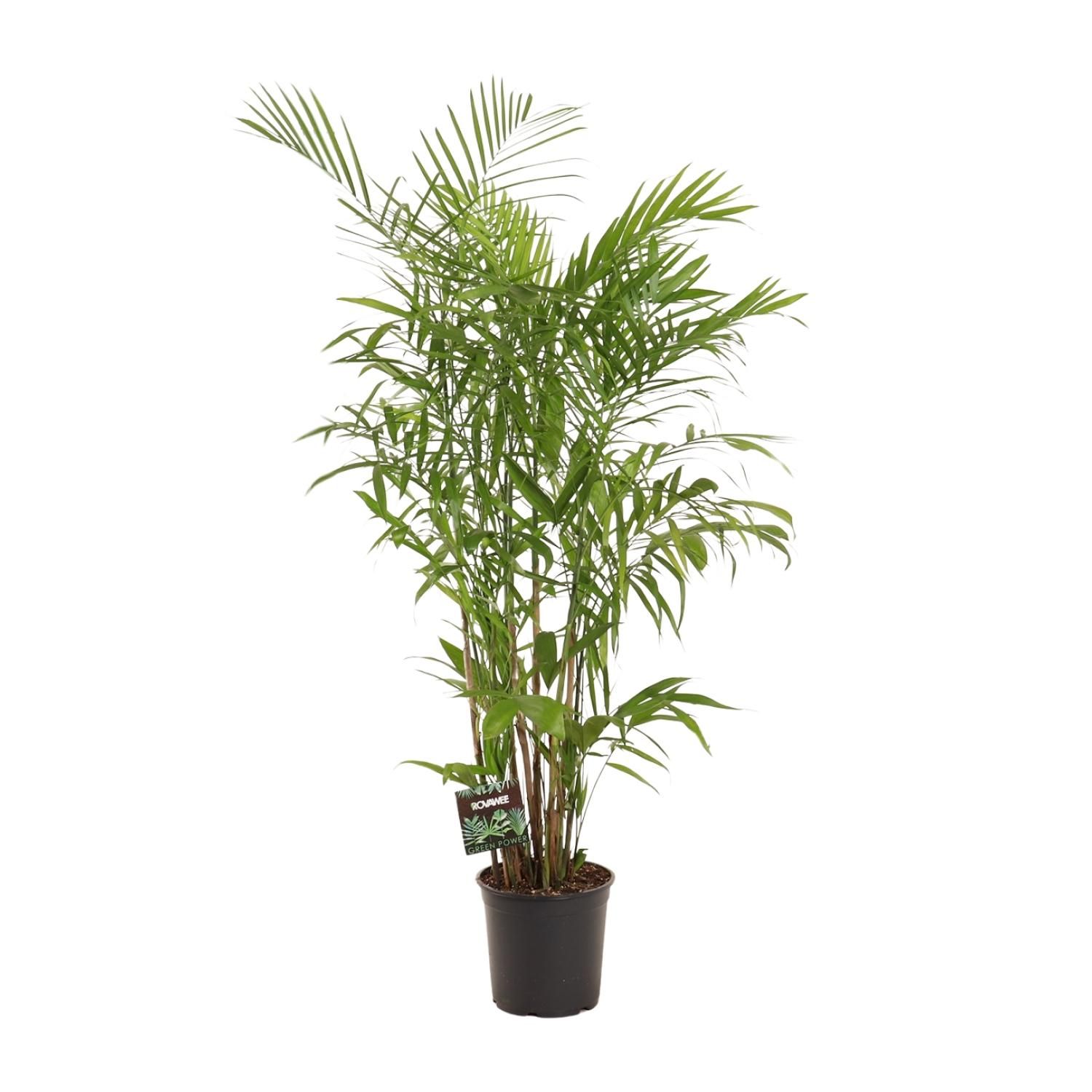 Chamaedorea Seifrizii (28712)