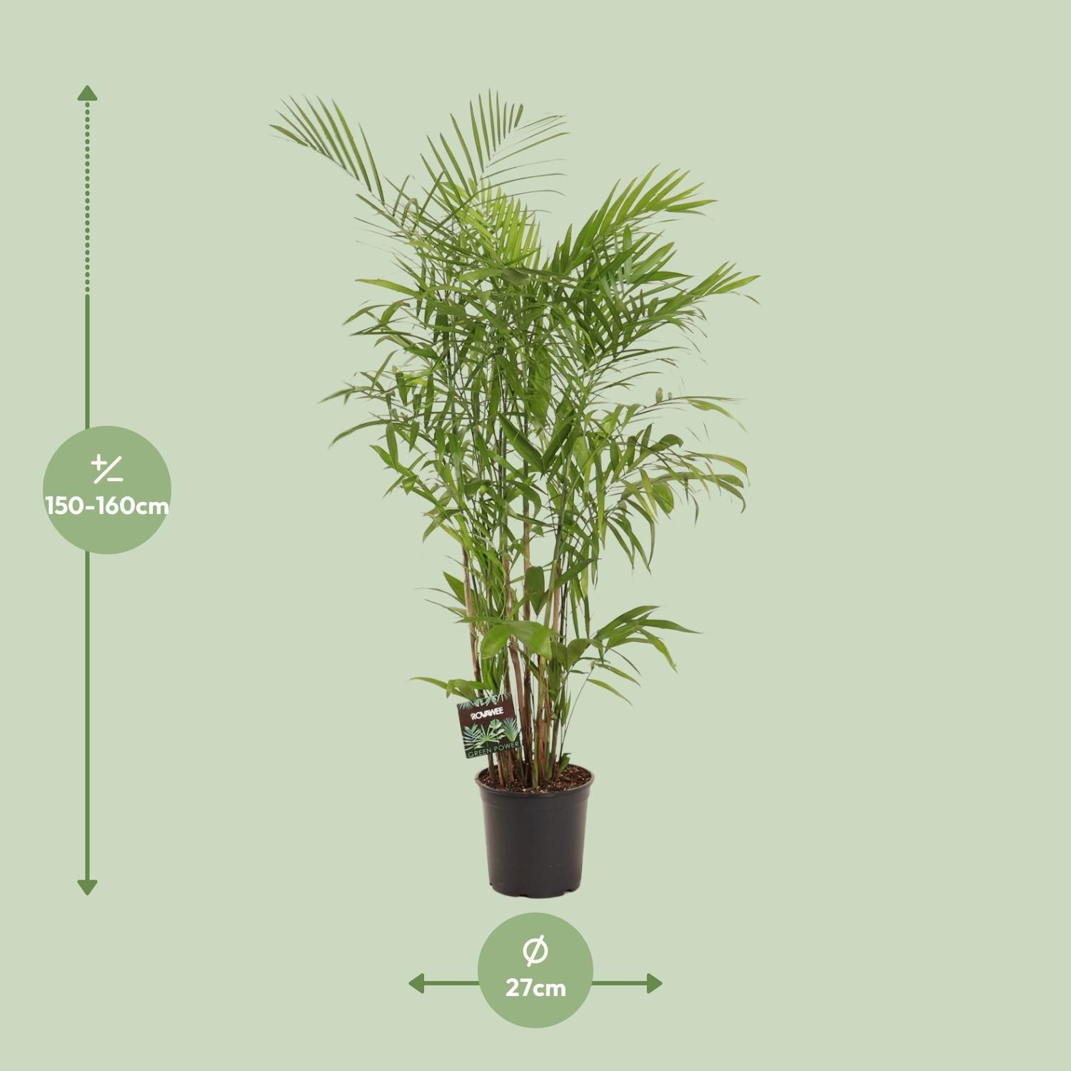 Chamaedorea Seifrizii (28712)