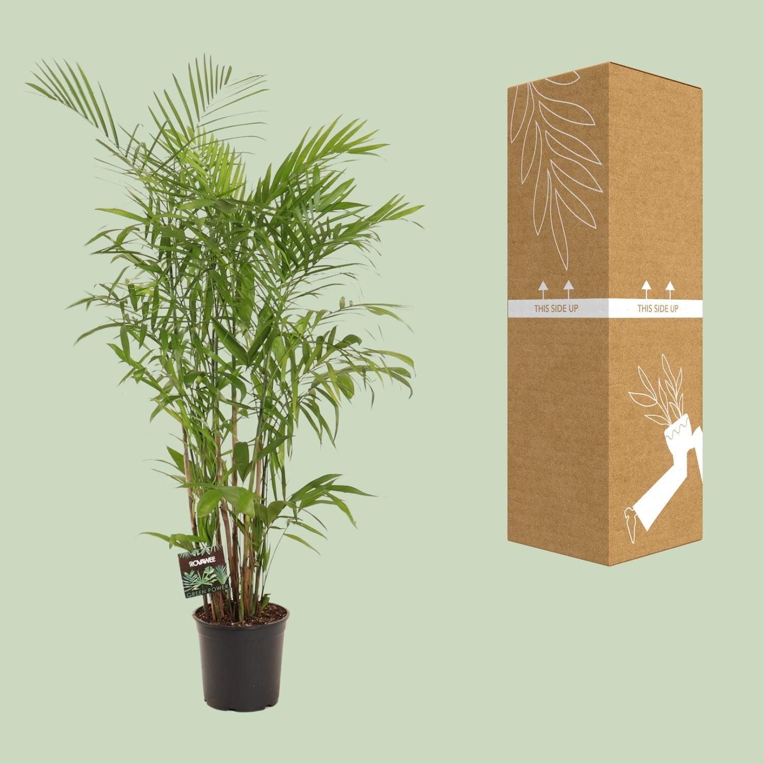 Chamaedorea Seifrizii (28712)